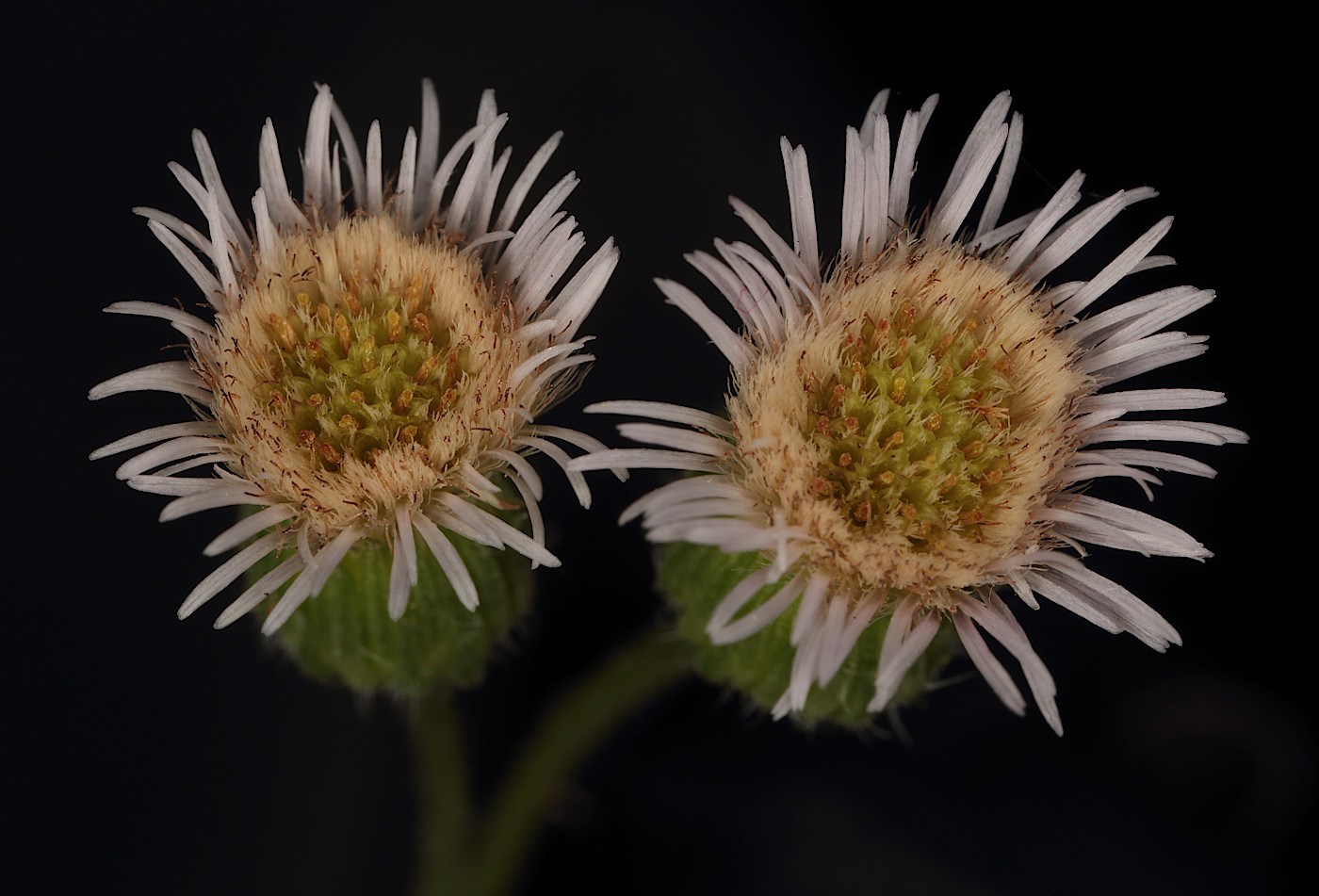 Изображение особи род Erigeron.