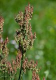 Rumex acetosa. Верхушка побега с соплодием. Костромская обл., г. Кострома, устье р. Кострома, луг. 29.06.2024.