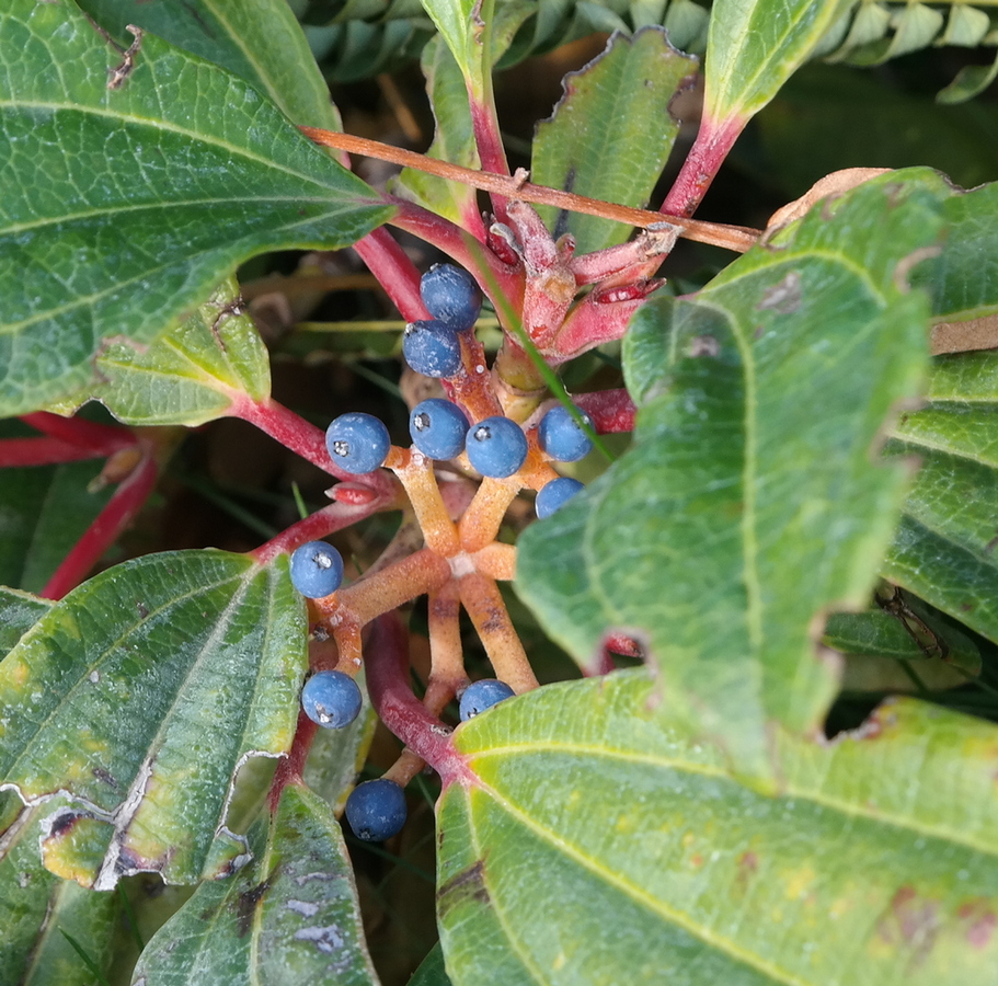 Image of Viburnum davidii specimen.