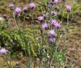 Cirsium incanum. Верхушка цветущего растения. Краснодарский край, м/о Анапа, окр. пос. Куматырь, дол. р. Куматырь, средний пруд, низкий каменистый правый берег. 18.06.2021.