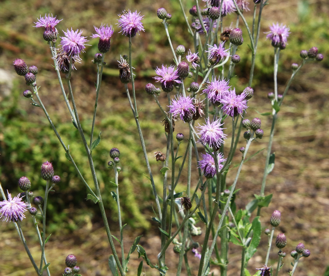 Изображение особи Cirsium incanum.