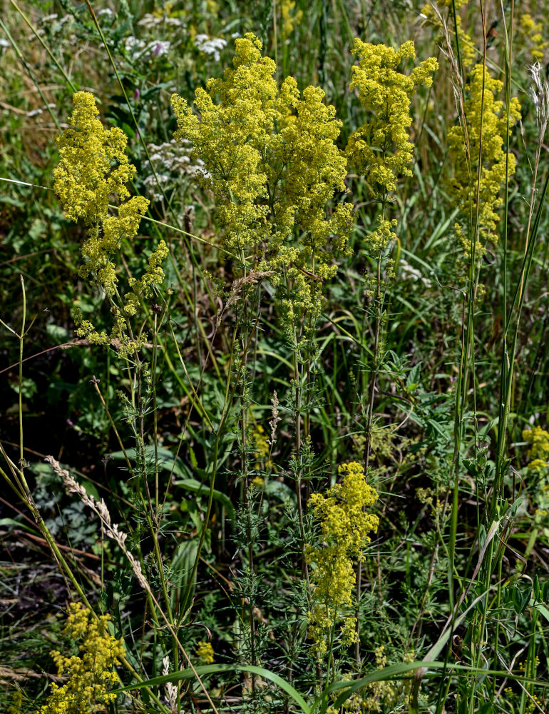 Изображение особи Galium verum.