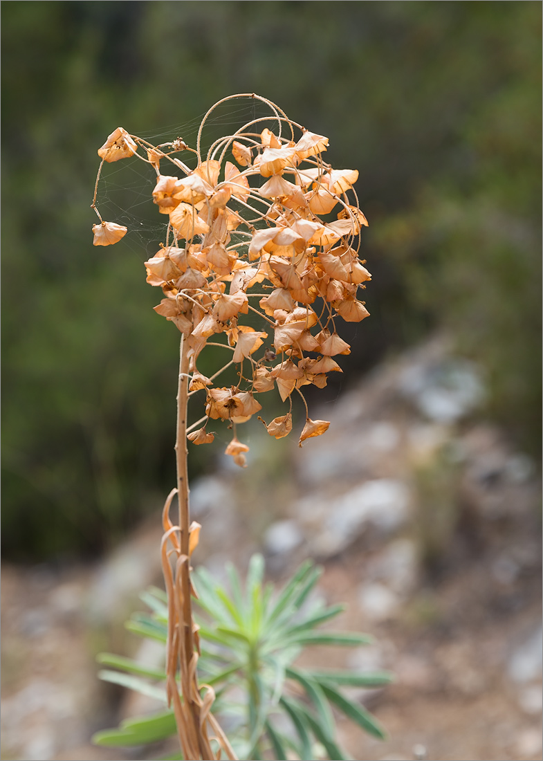 Image of genus Euphorbia specimen.