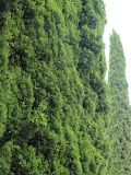 Cupressus sempervirens. Часть кроны дерева с шишками. Южный берег Крыма, пгт Ливадия, в культуре. 17 августа 2019 г.