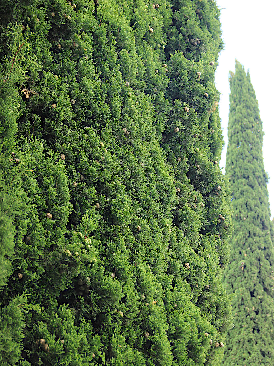 Image of Cupressus sempervirens specimen.