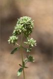 Teucrium capitatum