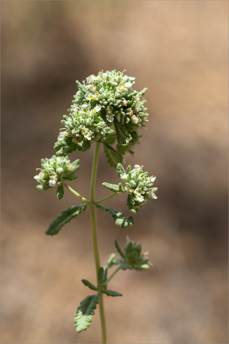 Image of Teucrium capitatum specimen.