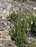 Globularia bisnagarica. Растение с отцветающими соцветиями. Белгородская обл., пос. Ракитное, ул. Сосновая, 2, в культуре. Выращено из семян. Происхождение - Республика Татарстан, обочина автотрассы М-5. 12 мая 2024 г.