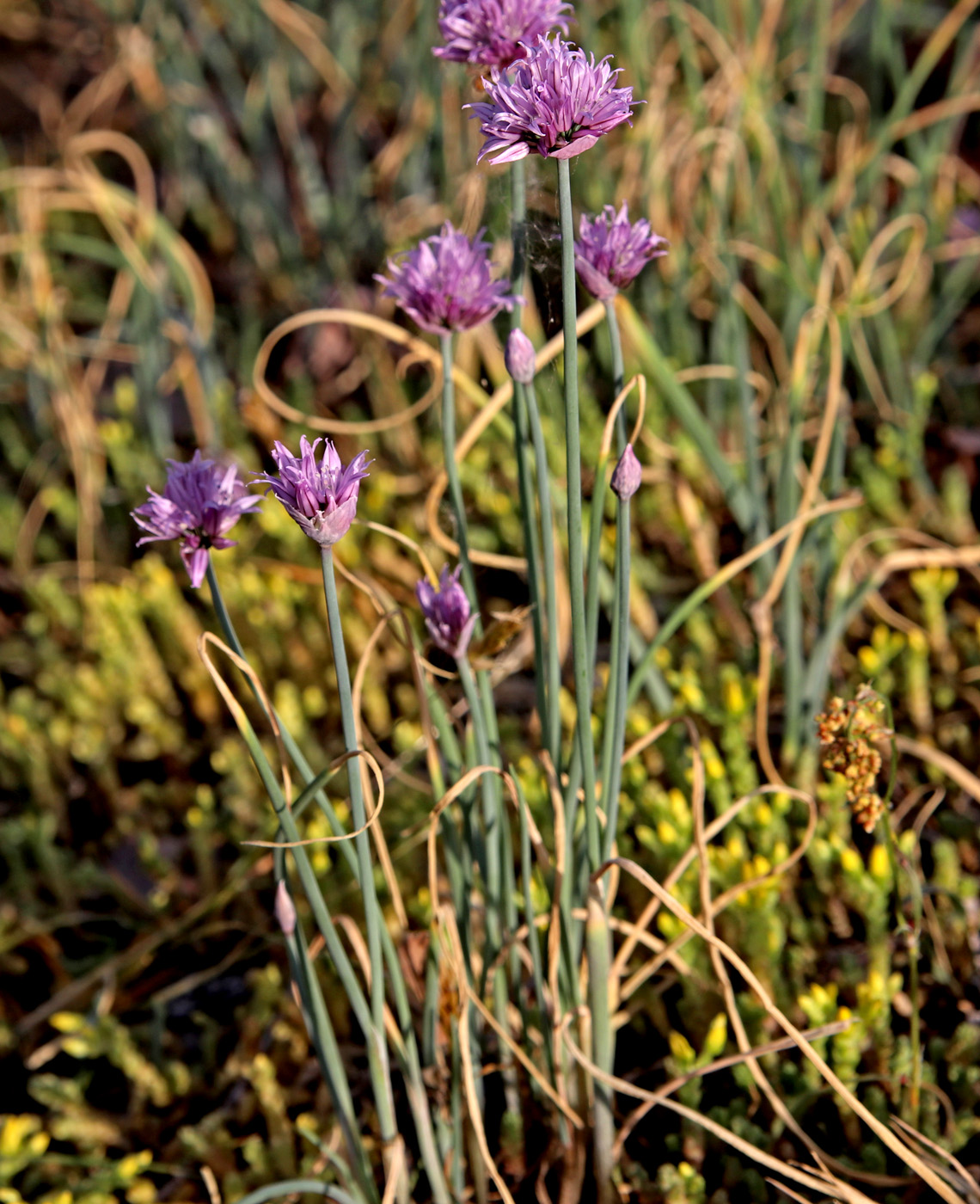 Image of Allium schoenoprasum specimen.