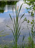 Typha latifolia. Цветущее растение (справа видны ветви Alnus glutinosa). Московская обл., г. Железнодорожный, Саввинский пруд, у воды. 16.06.2024.