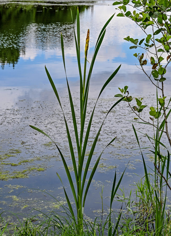 Image of Typha latifolia specimen.