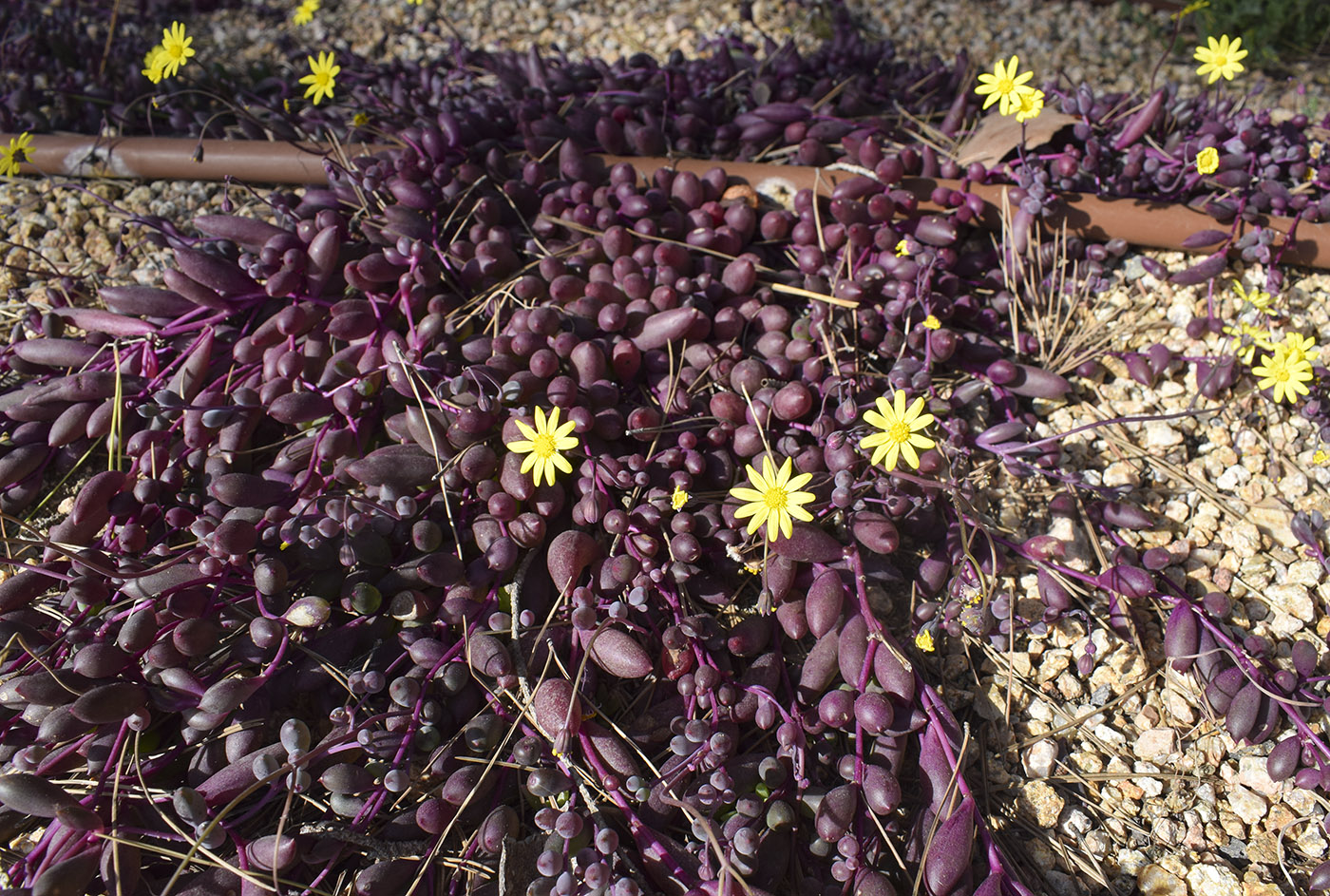 Image of genus Crassothonna specimen.