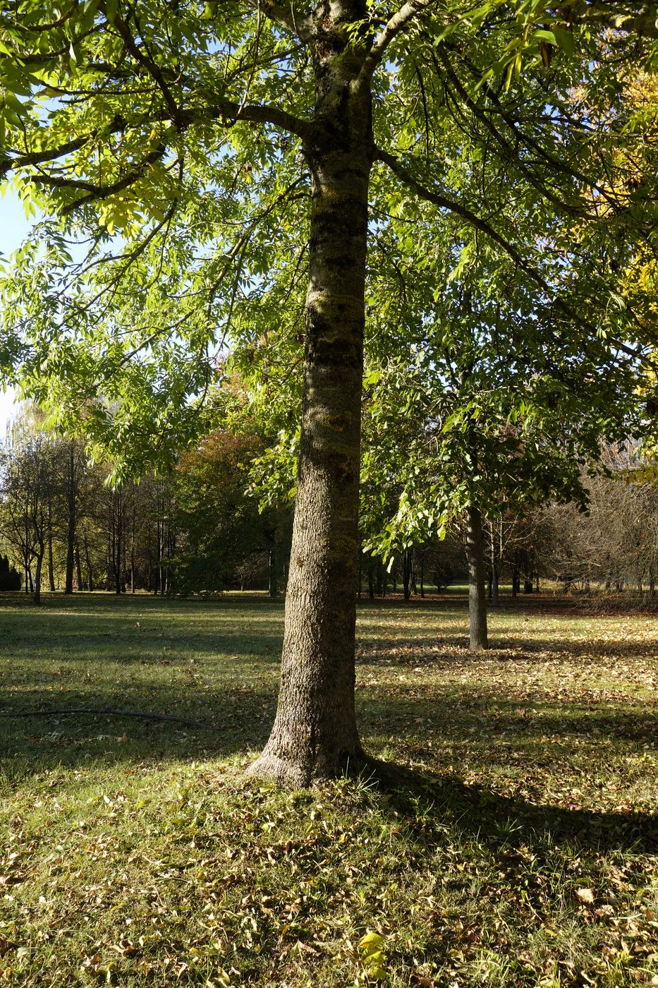 Изображение особи Fraxinus excelsior.