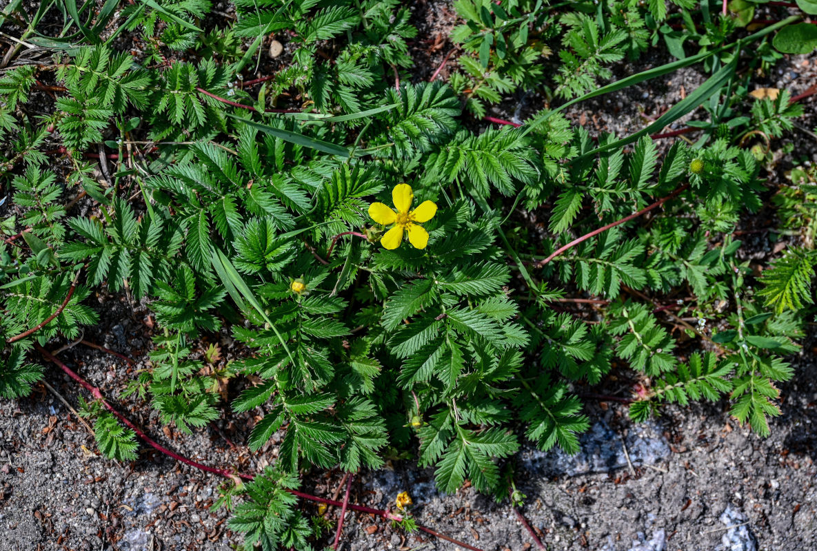 Image of Potentilla anserina specimen.