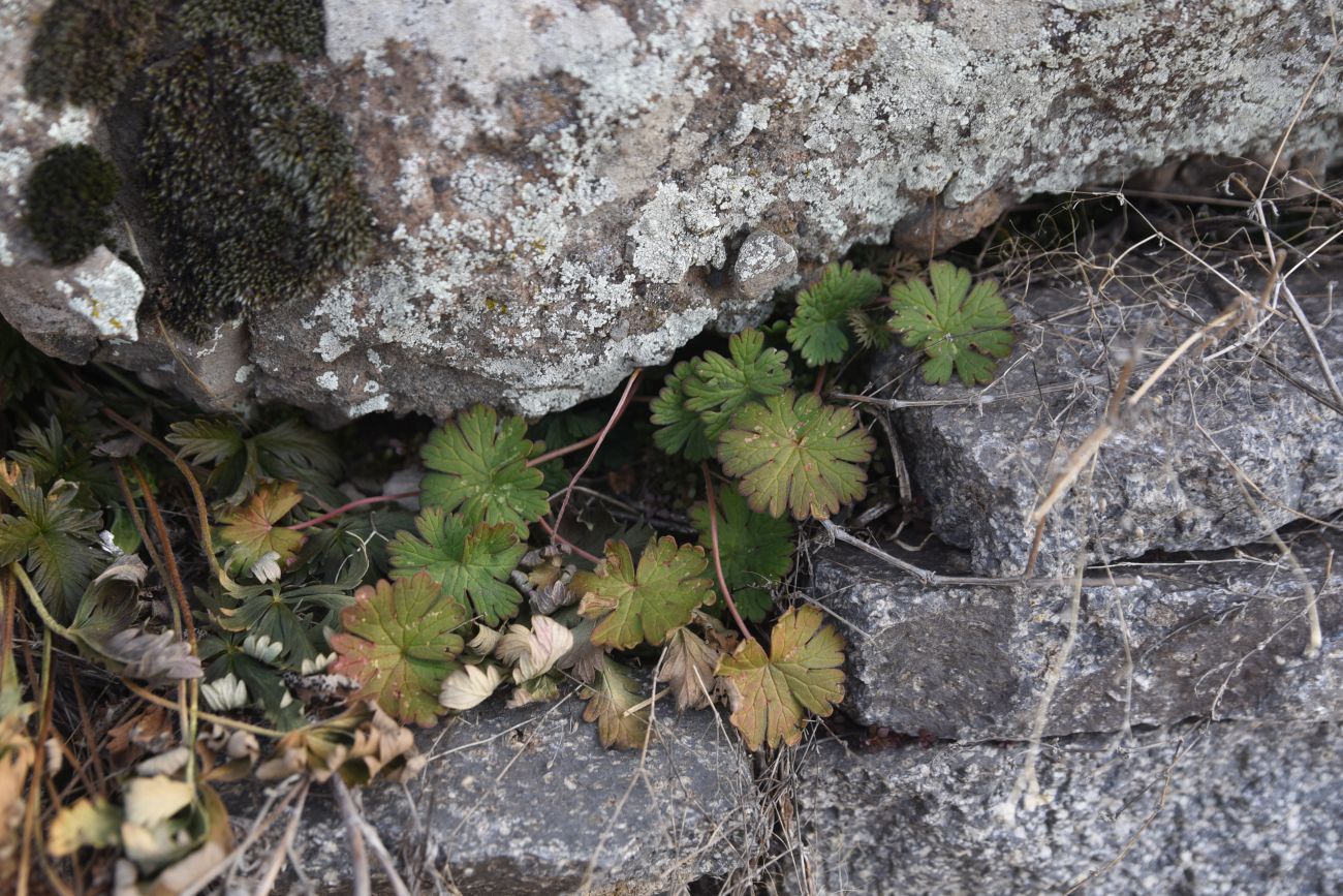 Изображение особи род Geranium.