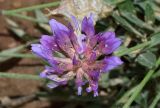 Astragalus pseudonobilis