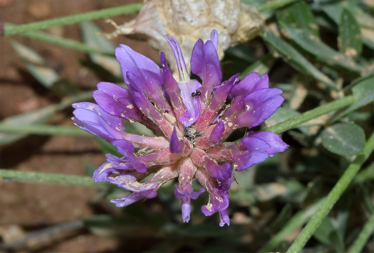 Изображение особи Astragalus pseudonobilis.