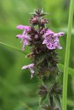 Stachys palustris. Верхушка соцветия с бутонами, цветками и плодами. Беларусь, Витебская обл., пос. Езерище, берег р. Оболь у плотины, прибрежные заросли. 17.07.2024.