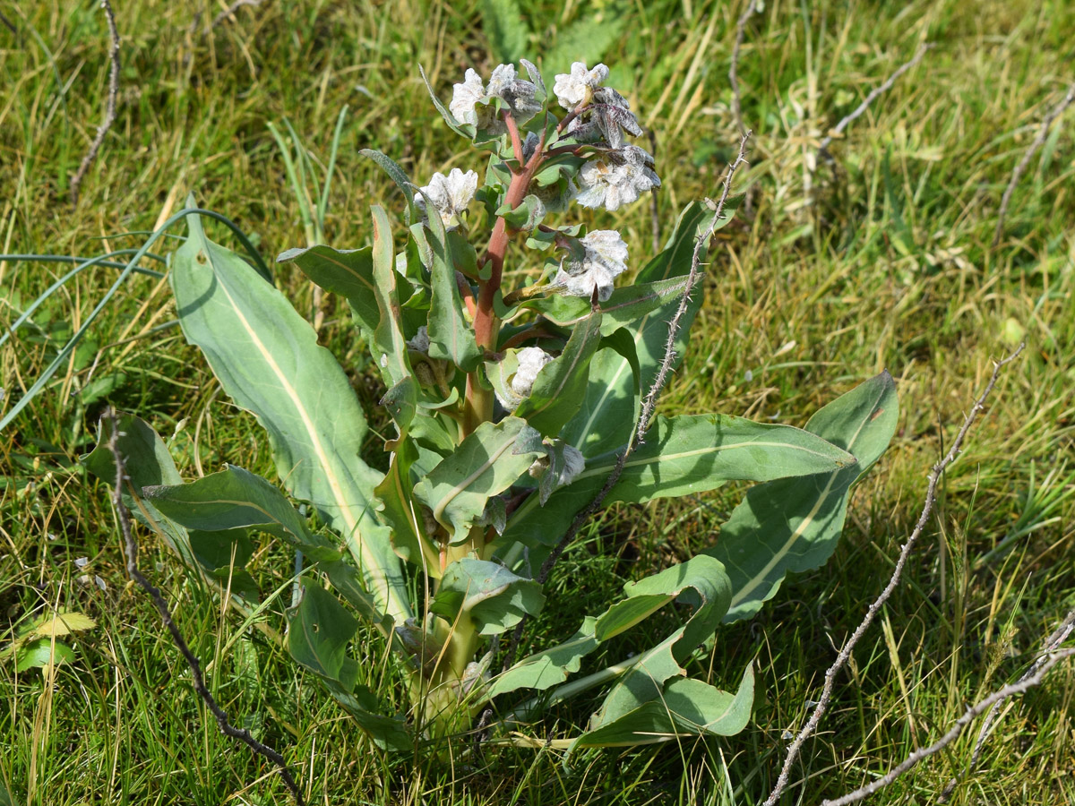 Image of Rindera austroechinata specimen.