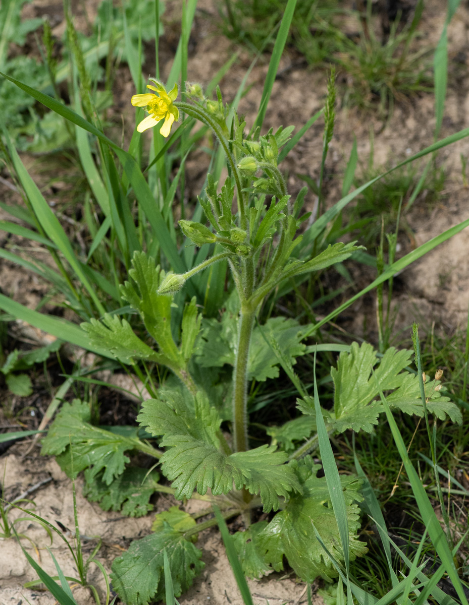 Image of Ranunculus oxyspermus specimen.