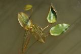 View full-size image Potamogeton natans