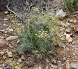 View full-size image genus Schrenkia