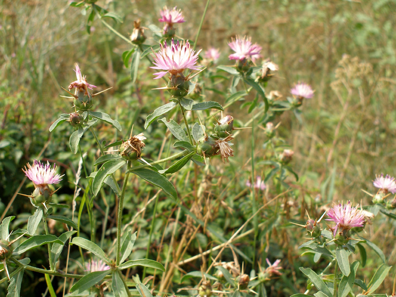 Изображение особи Centaurea iberica.