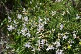 View full-size image Astragalus levieri