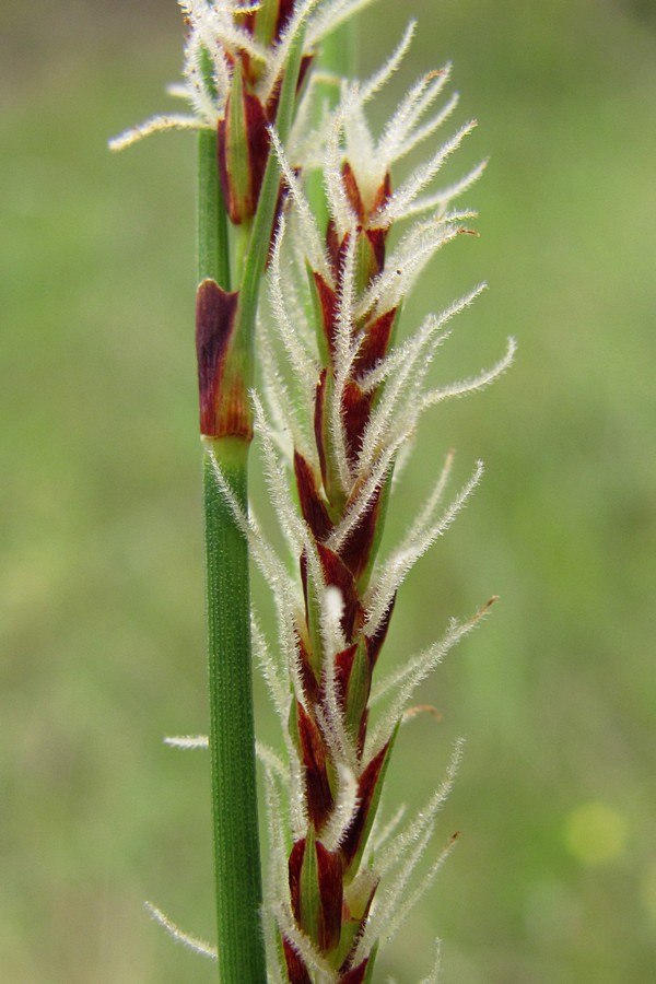 Изображение особи Carex cuspidata.