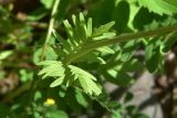 View full-size image genus Valeriana