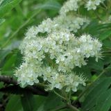 Sorbus aucuparia. Соцветие. Окр. Смоленска, склон холма. 27.05.2011.