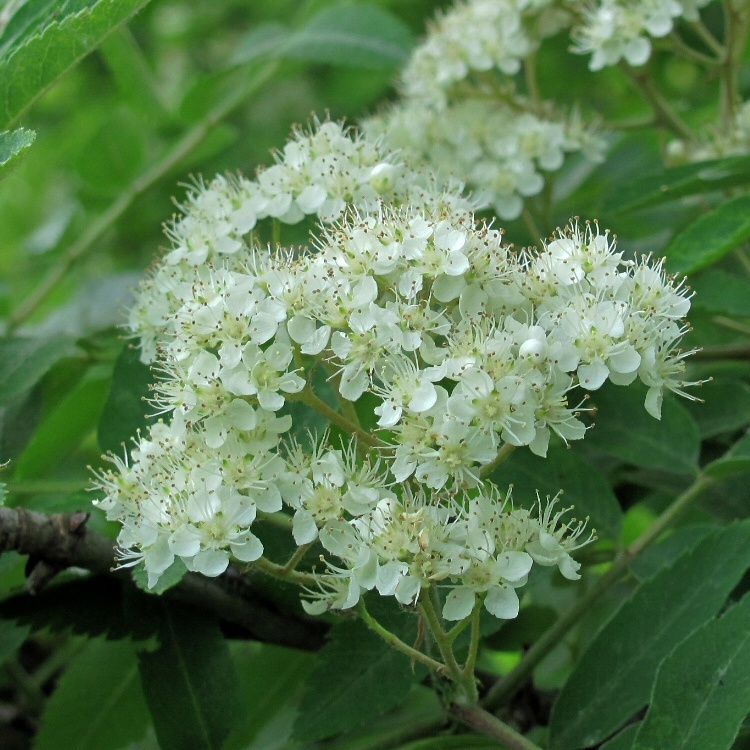 Image of Sorbus aucuparia specimen.