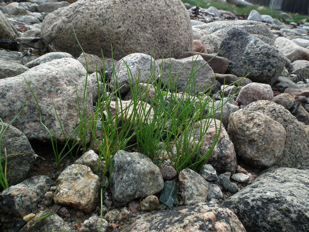 Image of Triglochin maritima specimen.