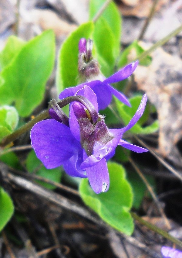 Image of Viola hirta specimen.