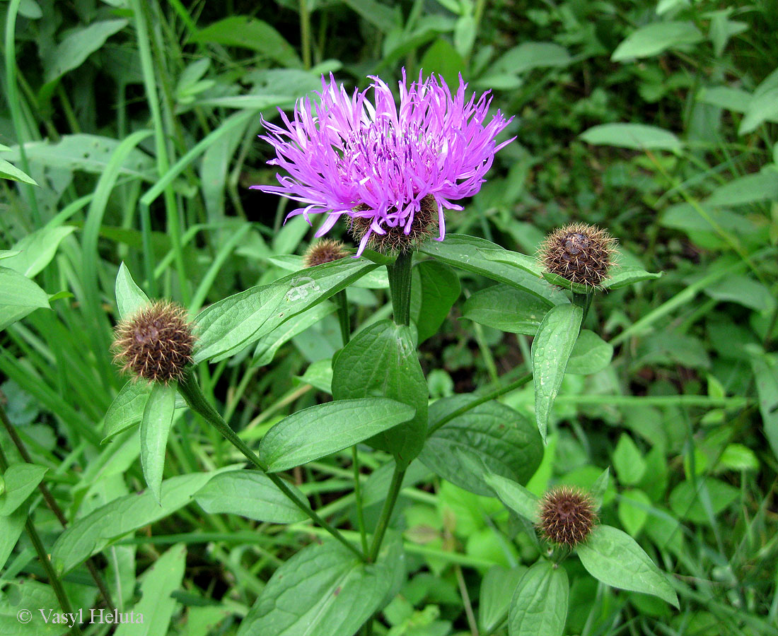 Изображение особи Centaurea carpatica.