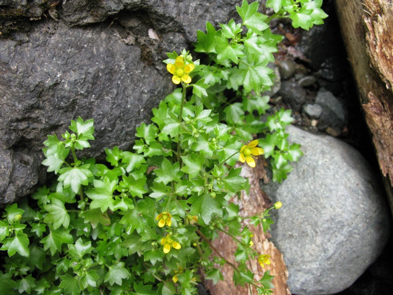 Image of Saxifraga cymbalaria specimen.