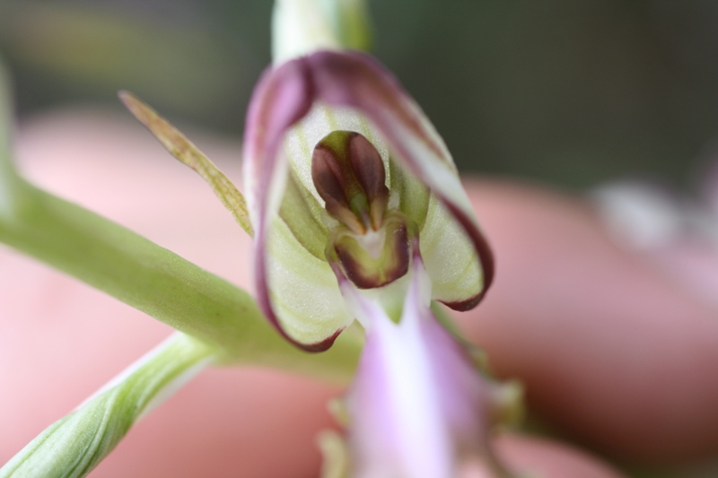 Image of Himantoglossum caprinum specimen.