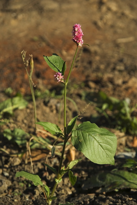 Изображение особи Persicaria pilosa.