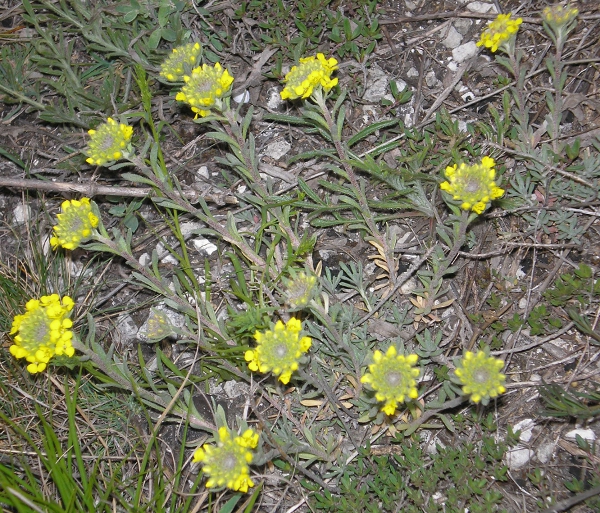 Image of Alyssum lenense specimen.