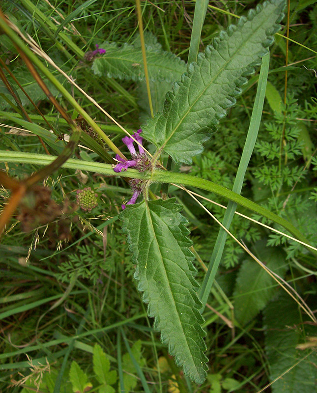 Изображение особи Betonica officinalis.