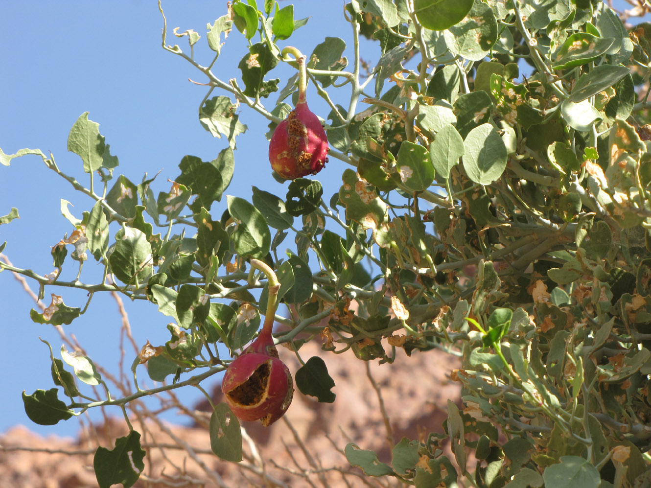 Изображение особи Capparis cartilaginea.