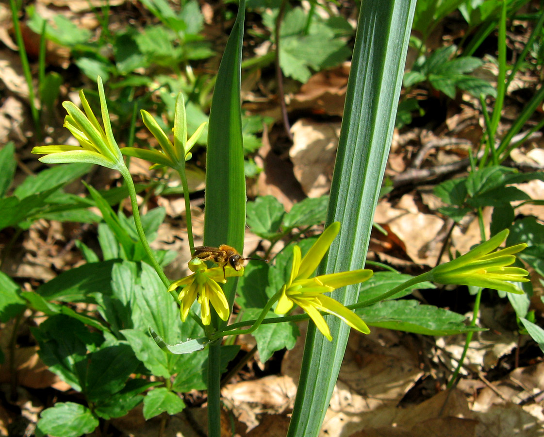 Изображение особи Gagea lutea.