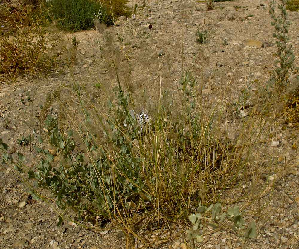 Image of Tricholaena teneriffae specimen.