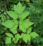 Archangelica officinalis