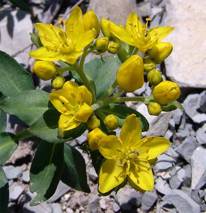 Image of Haplophyllum suaveolens specimen.