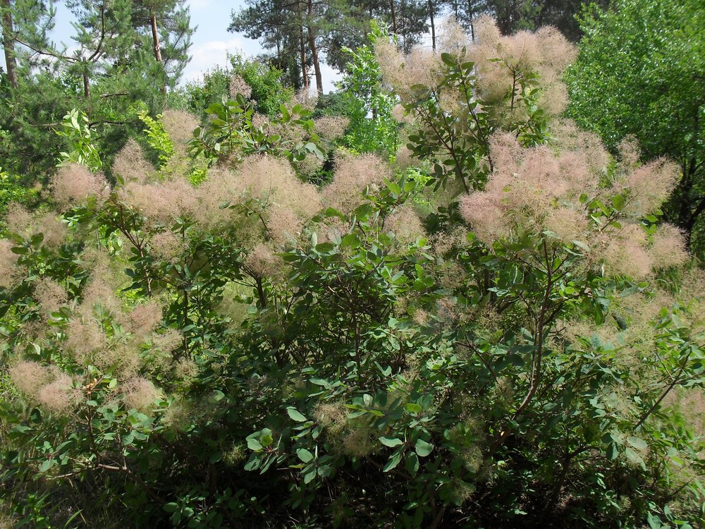 Image of Cotinus coggygria specimen.