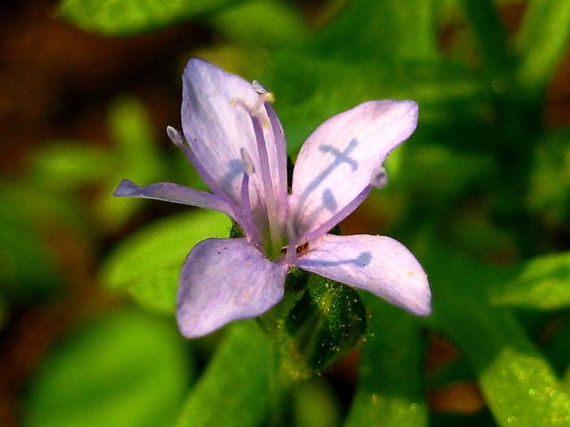 Изображение особи род Phacelia.