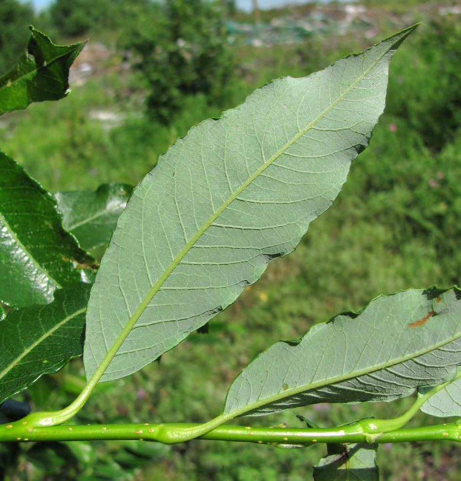 Image of Salix phylicifolia specimen.