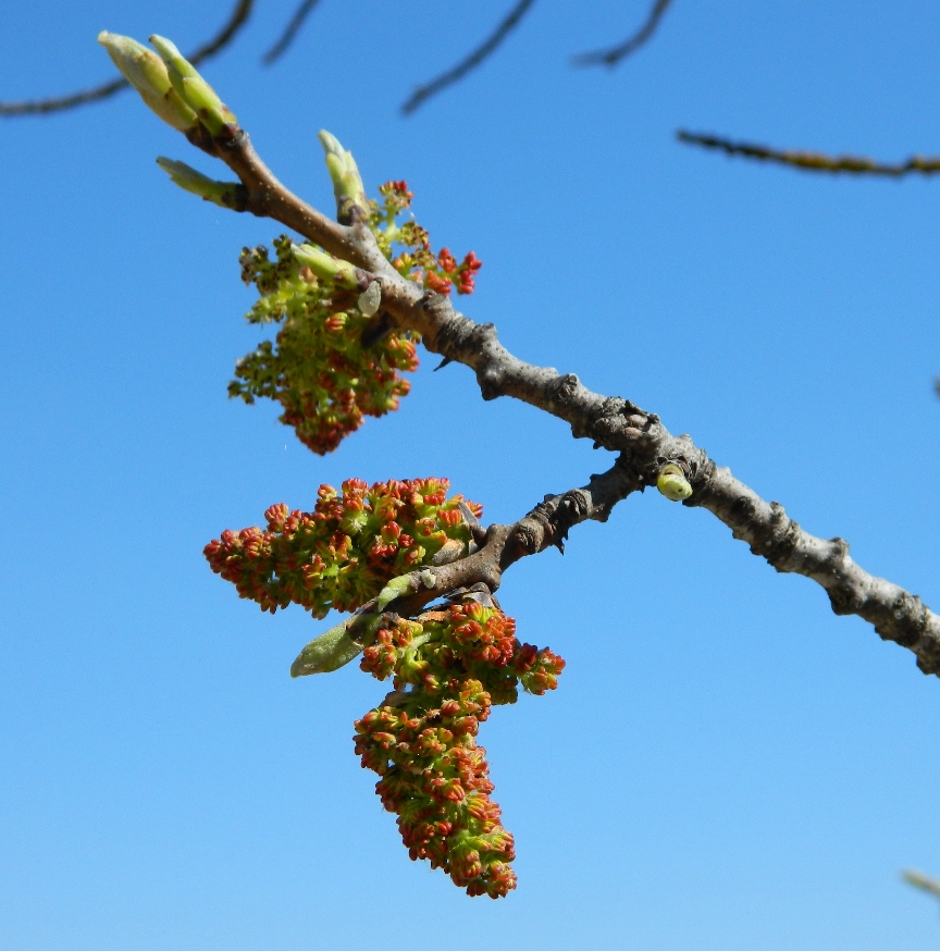 Image of Pistacia mutica specimen.