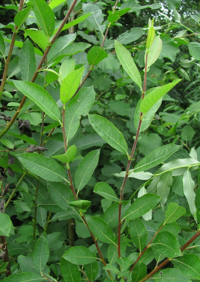 Image of Salix myrsinifolia specimen.